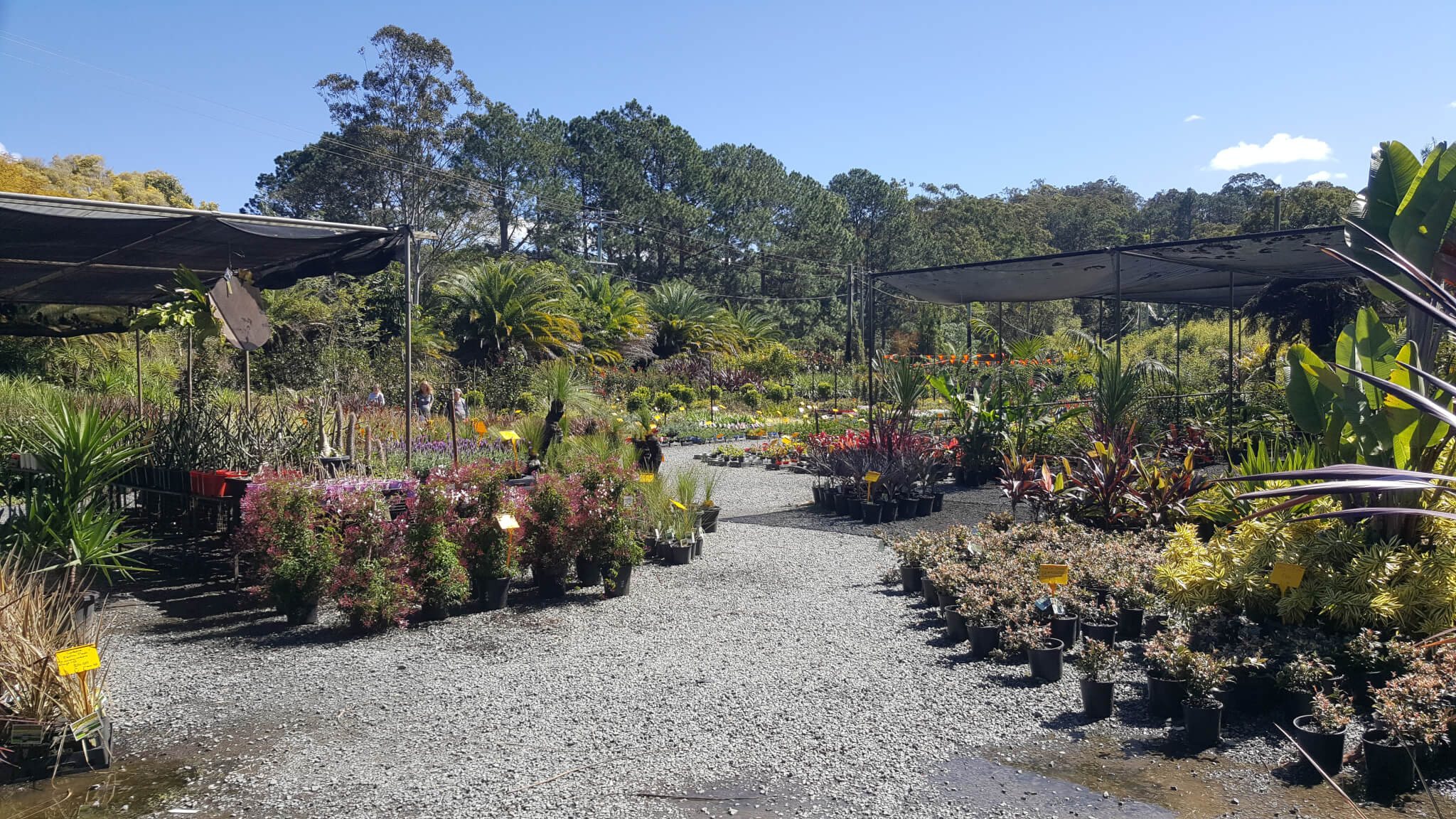 Gold Coast Plants, Trees, Shrubs Berrigans Rd Nursery