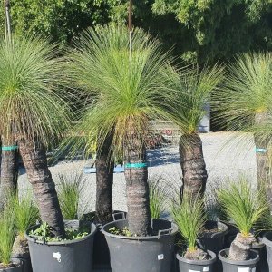 BLACK BOYS GRASS TREE Archives - Berrigans Road Nursery