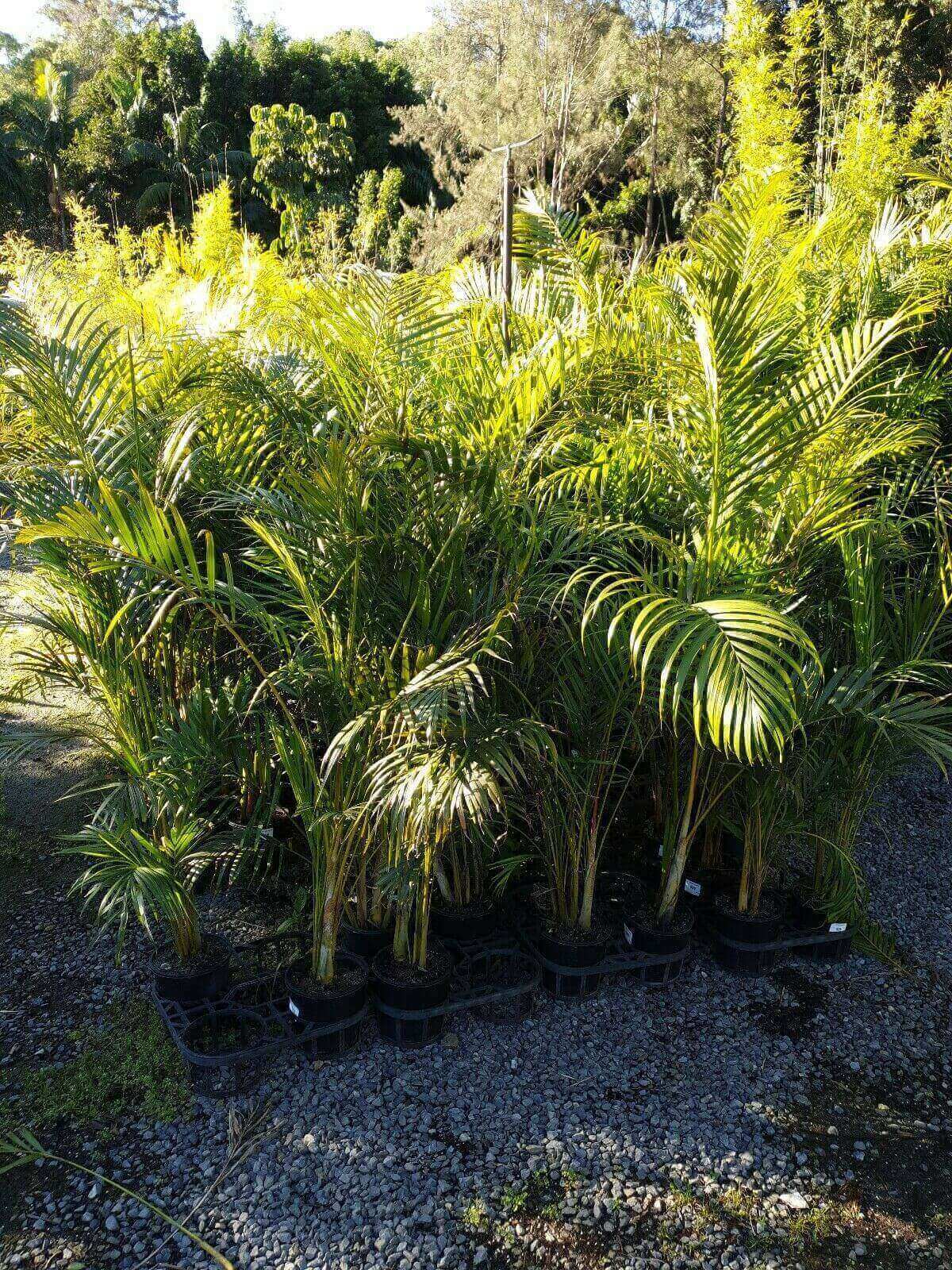 Golden Cane Palm 25 Looking Great Tuff Screening Plants Gold