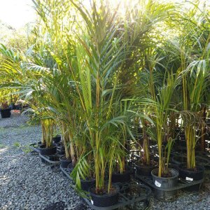 GOLDEN CANE PALM Archives - Berrigans Road Nursery