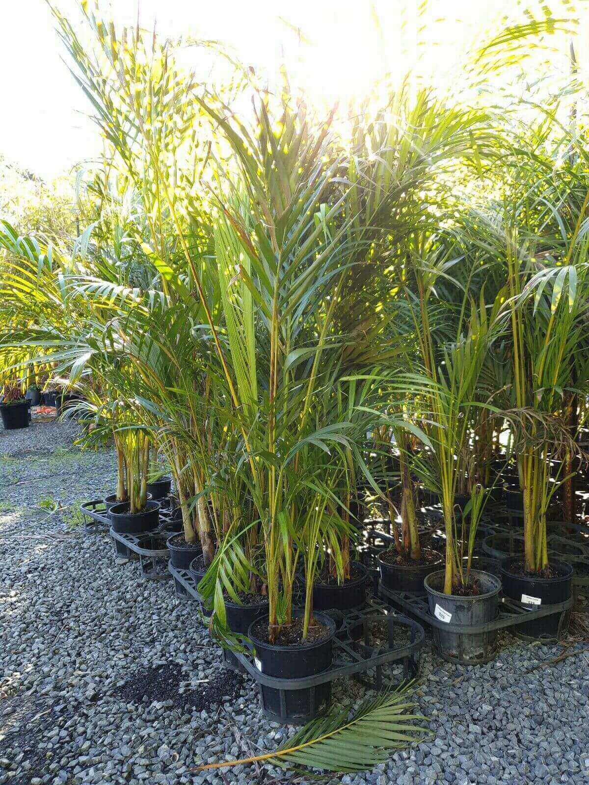 Golden Cane Palm 25 Looking Great Tuff Screening