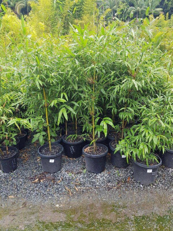 MALAY-DWARF-BAMBOO-77-CHEAP-BAMBUSA-HETEROSTACHYA-PLANTS ...