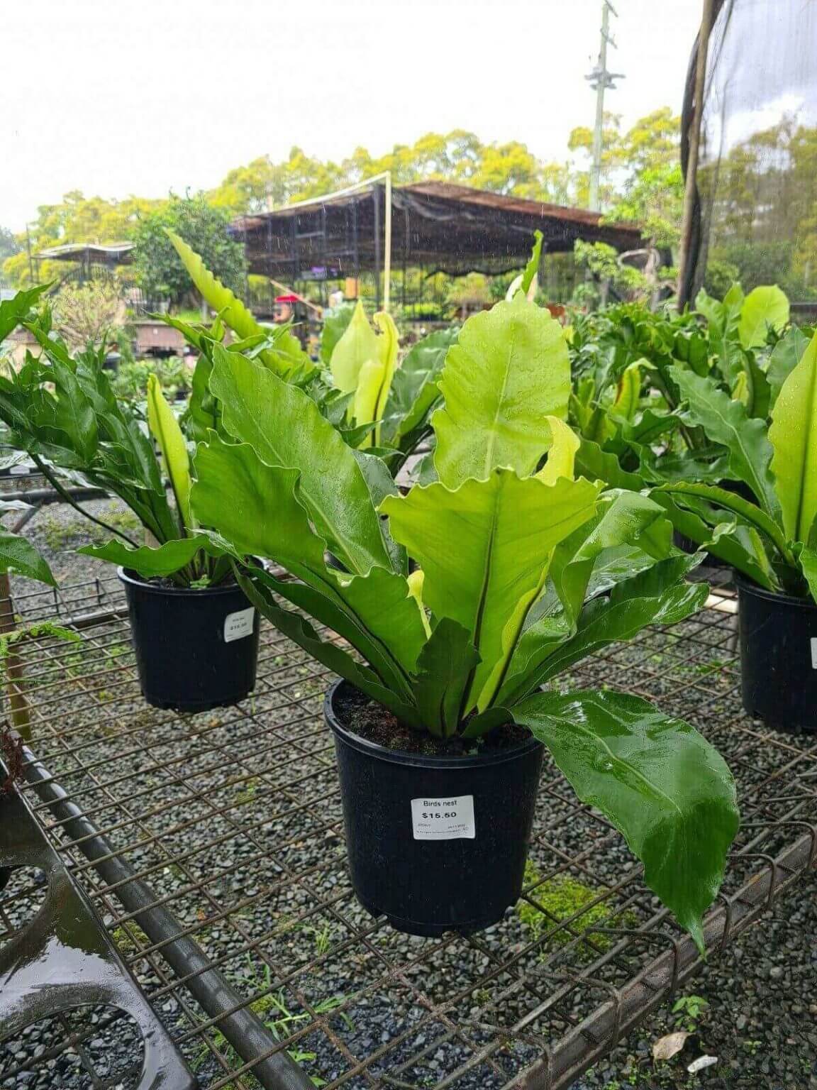 BIRDS NEST SHADE FERNS SALE CHEAP $15.50 ASPLENIUM NIDUS GOLD COAST