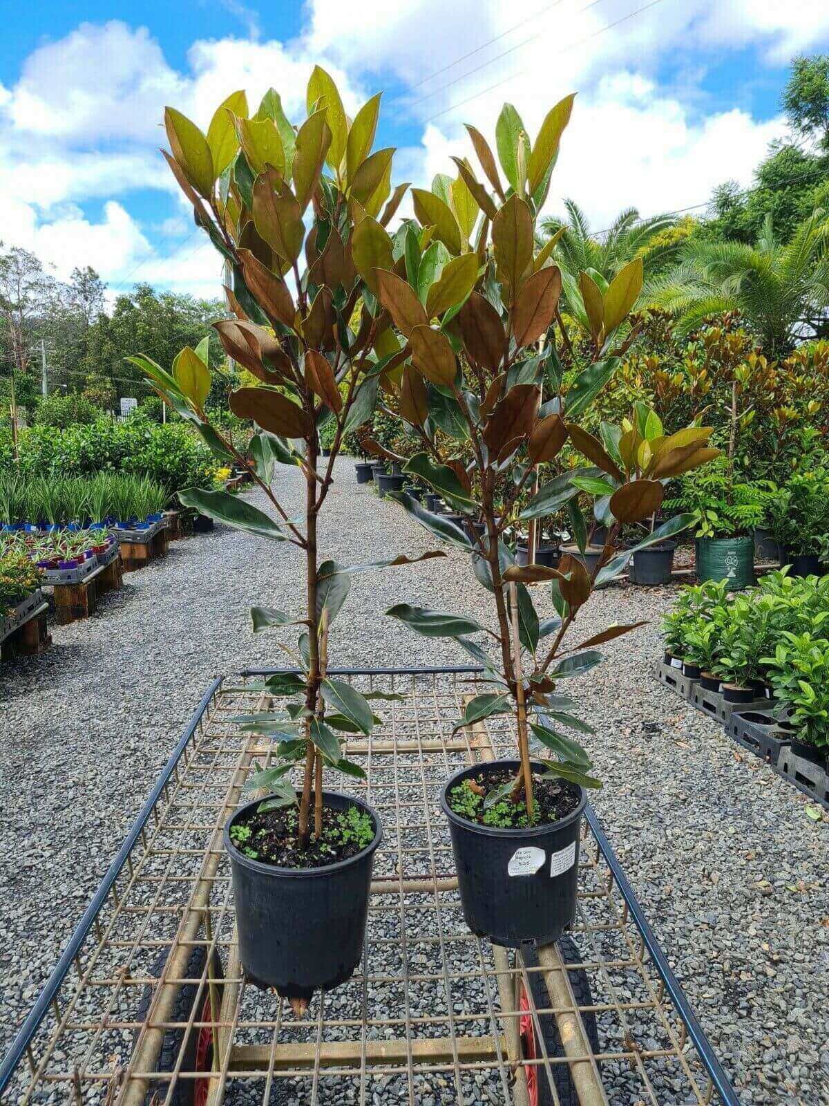 Little Gem Magnolia TREE 20cm pot $35 Cheap GOLD COAST NURSERY